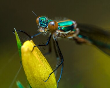 emeralddam290723 Emerald Damselfly Stoney Mountain, Isle of Man