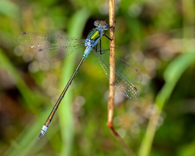 emeralddam290723c Emerald Damselfly Stoney Mountain, Isle of Man
