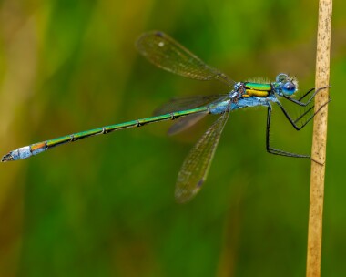 emeralddamselfly050824 Emerald Damselfly Stoney Mountain, Isle of Man