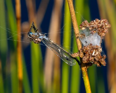 emeralddamselfly080923 ex Emerald Damselfly Stoney Mountain, Isle of Man
