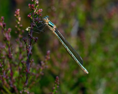 emeralddamselfly090722 Emerald Damselfly Kilabrega, Isle of Man