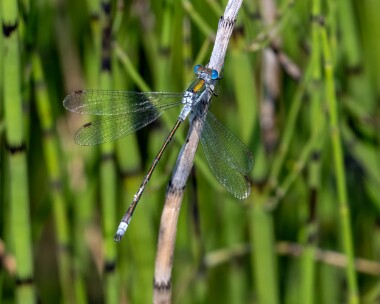 emeralddamselfly140822 Emerald Damselfly Kionslieu, Isle of Man