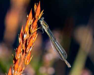 emeralddamselfly160922 Emerald Damselfly Stoney Mountain, Isle of Man