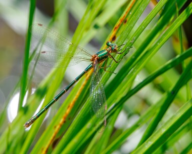 emeralddamselfly230624 Emerald Damselfly Oare Marshes, Kent