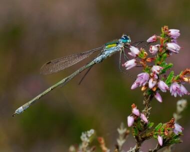 emeralddamselfly230825 Emerald Damselfly Stoney Mountain, Isle of Man