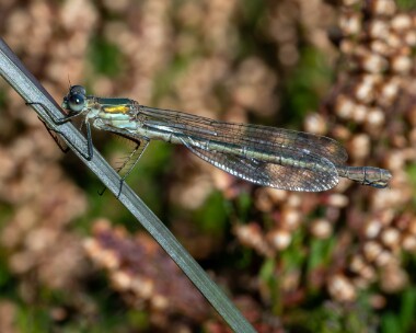 emeralddamselfly240922 Emerald Damselfly Stoney Mountain, Isle of Man