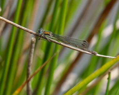 emeralddamselfly280822 Emerald Damselfly Ballanette, Isle of Man