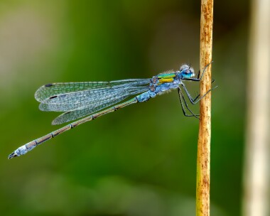 emeralddamselfly3000824 Emerald Damselfly Stoney Mountain, Isle of Man