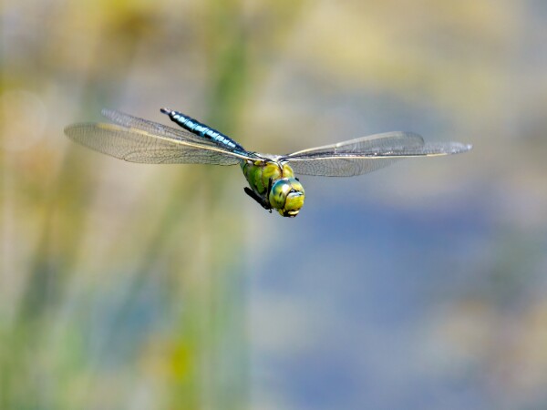 Emperor Dragonfly
