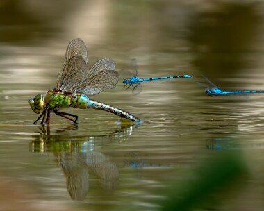 Emperor180721 Emperor Dragonfly Point of Ayre Reserve, Isle of Man