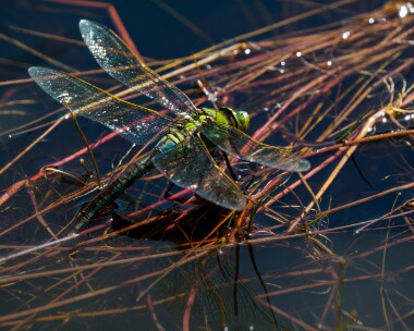 emperor050722 Emperor Dragonfly Stoney Mountain, Isle of Man