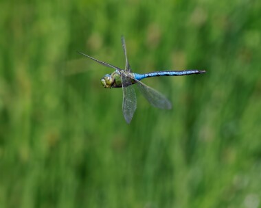 emperor060725 Emperor Dragonfly POA NR, Isle of Man