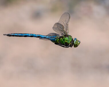 emperor130725 Emperor Dragonfly POA NR, Isle of Man