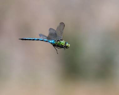 emperor140719 Emperor Dragonfly Isle of Man