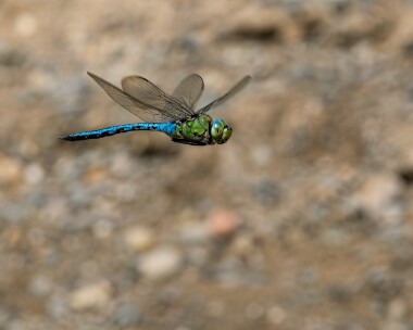 emperor150623 Emperor Dragonfly POA NR, Isle of Man