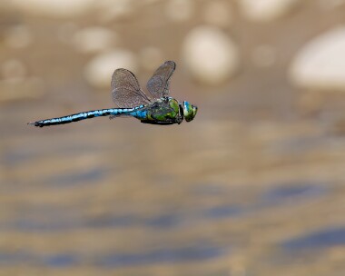 emperor150623b Emperor Dragonfly POA NR, Isle of Man