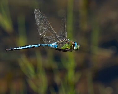 emperor150623c Emperor Dragonfly POA NR, Isle of Man