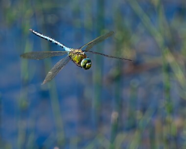 emperor150623d Emperor Dragonfly POA NR, Isle of Man