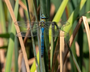 emperor150623e Emperor Dragonfly POA NR, Isle of Man