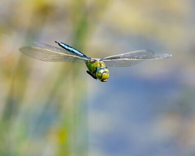 emperor190622 Emperor Dragonfly Point of Ayre Reserve, Isle of Man