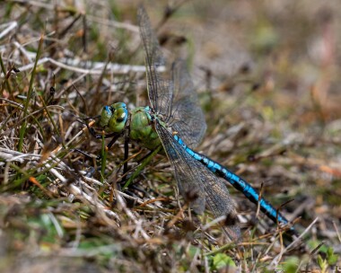 emperor210822 Emperor Dragonfly MBL POA Reserve, Isle of Man