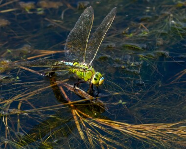 emperor230624 Emperor Dragonfly Oare Marshes, Kent