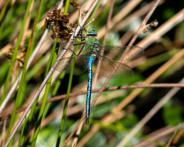 emperor310722 Emperor Dragonfly Archallagan, Isle of Man