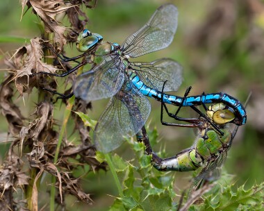 emperordragonfly200811 Emperor Dragonfly Isle of Man