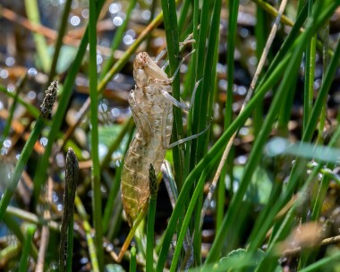 emperorexuvia150623 Emperor Dragonfly Exuvia POA NR, Isle of Man