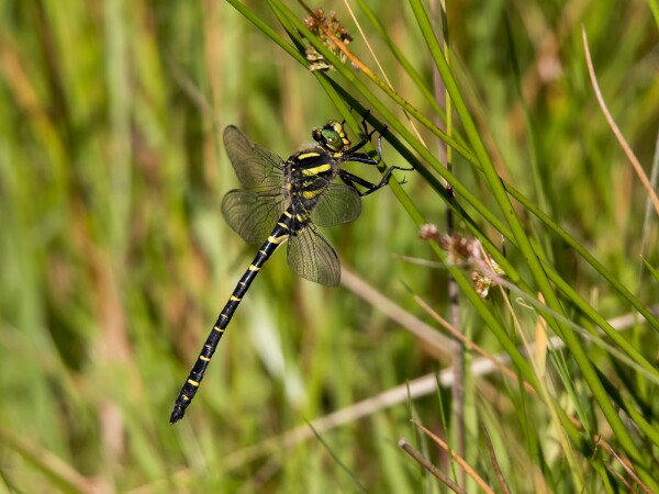 Golden Ringed Dragonfly