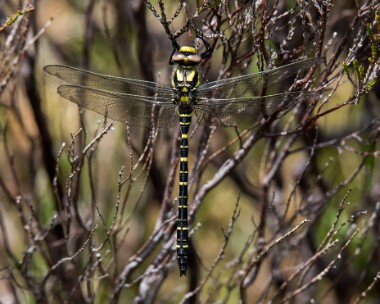 goldenringeddragonfly250618 Golden-Ringed Dragonfly Creag Meagaidh, Scotland