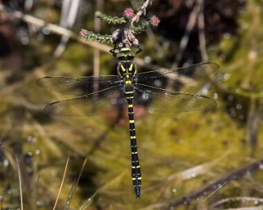 goldenringeddragonfly290618 Golden-Ringed Dragonfly Tomdoun, Scotland
