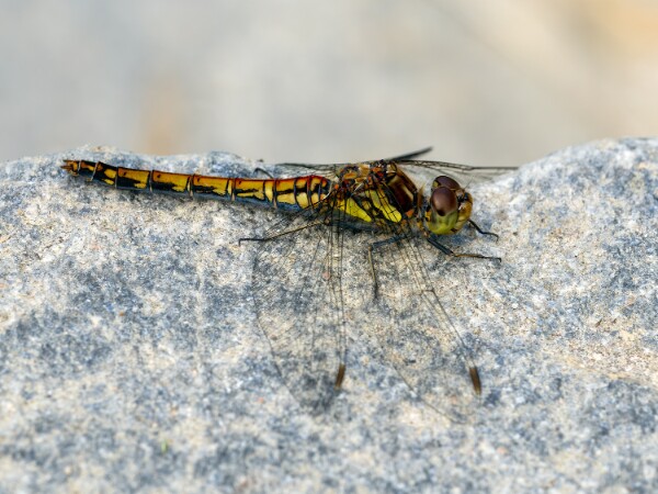 Highland Darter