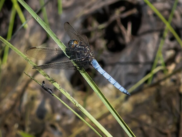 Keeled Skimmer