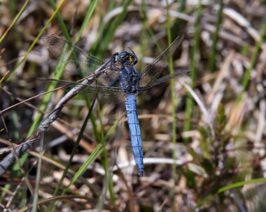 keeledskimmer020718 Keeled Skimmer Mull, Scotland