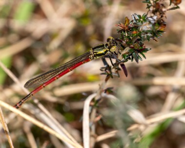 largered130523c Large Red Damselfly Stoney Mountain, Isle of Man