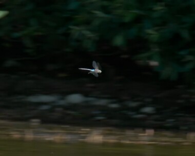 lesseremperorgrab140719b Lesser Emperor Isle of Man (Video grab)