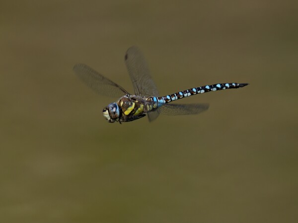 Migrant Hawker