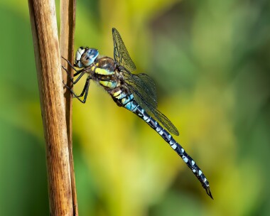 migranthawker020923 Migrant Hawker Ballanette, Isle of Man