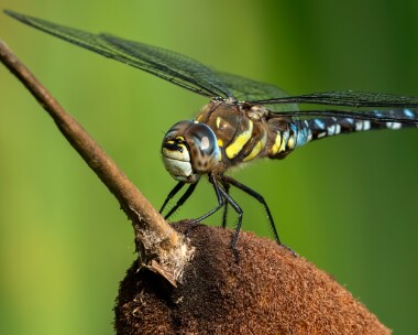 migranthawker020923c Migrant Hawker Ballanette, Isle of Man