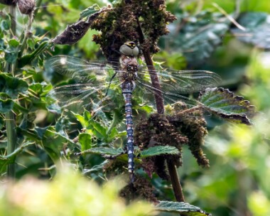 migranthawker030819 Migrant Hawker Isle of Man
