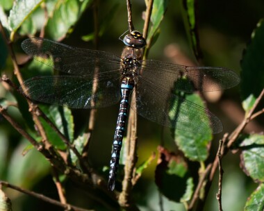 migranthawker060920 Migrant Hawker Ballanette, Isle of Man