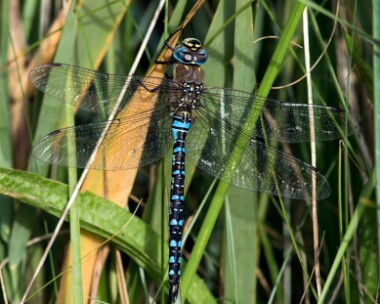 migranthawker081016 Migrant Hawker Holme dunes, Norfolk