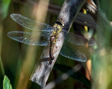 migranthawker100922 Migrant Hawker Ballanette, Isle of Man