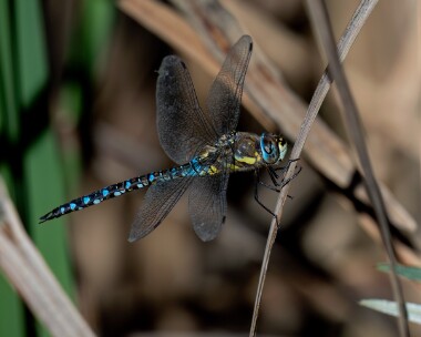 migranthawker100922b Migrant Hawker Ballanette, Isle of Man