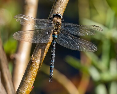 migranthawker191024 Migrant Hawker Ballanette, Isle of Man