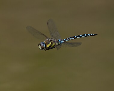 migranthawker210822 Migrant Hawker MBL POA reserve, Isle of Man