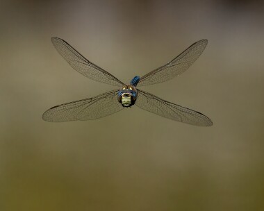 migranthawker210822b Migrant Hawker MBL POA reserve, Isle of Man