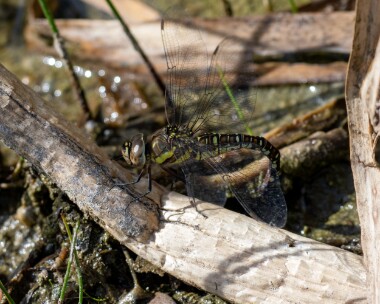 migranthawker210822c Migrant Hawker MBL POA reserve, Isle of Man