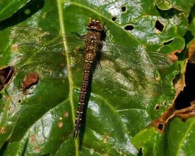 migranthawker210923 Migrant Hawker Burnham Overy, Norfolk